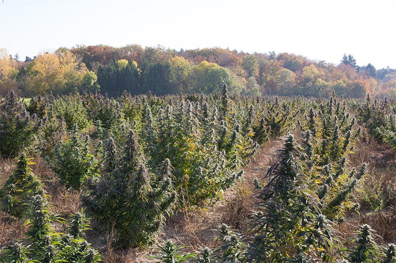 hemp farm in switzerland