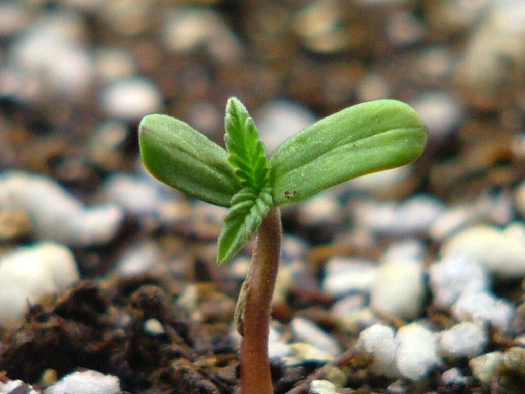 budding hemp sativa plant